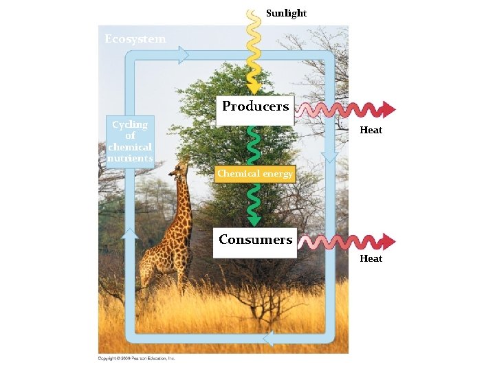 Sunlight Ecosystem Producers Cycling of chemical nutrients Heat Chemical energy Consumers Heat 