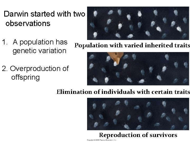 Darwin started with two observations 1. A population has Population 1 with varied inherited