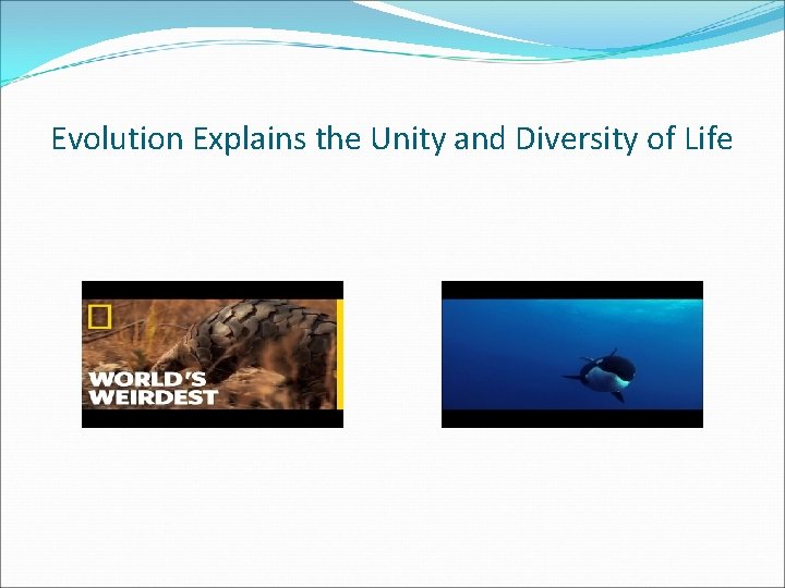 Evolution Explains the Unity and Diversity of Life 