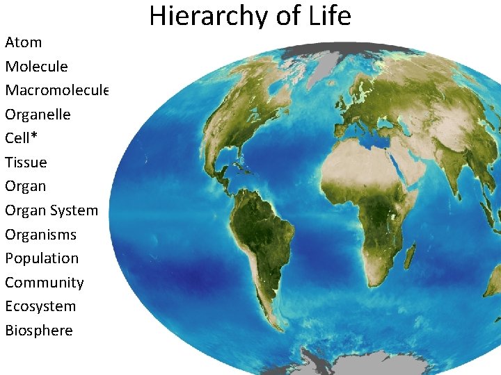 Atom Molecule Macromolecule Organelle Cell* Tissue Organ System Organisms Population Community Ecosystem Biosphere Hierarchy