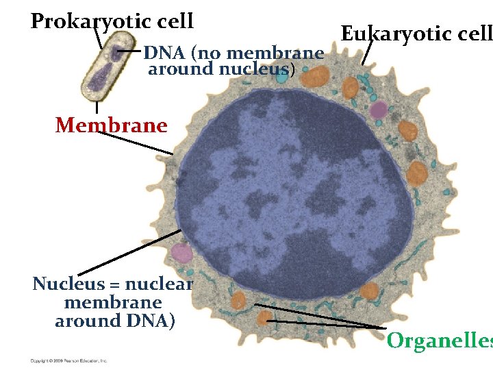 Prokaryotic cell DNA (no membrane around nucleus) Eukaryotic cell Membrane Nucleus = nuclear membrane