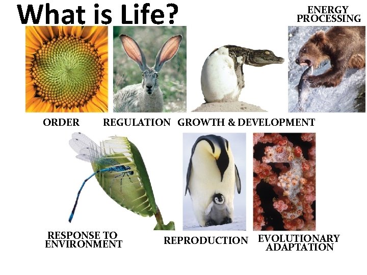 What is Life? ORDER ENERGY PROCESSING REGULATION GROWTH & DEVELOPMENT RESPONSE TO ENVIRONMENT REPRODUCTION