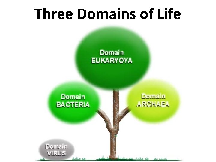 Three Domains of Life 