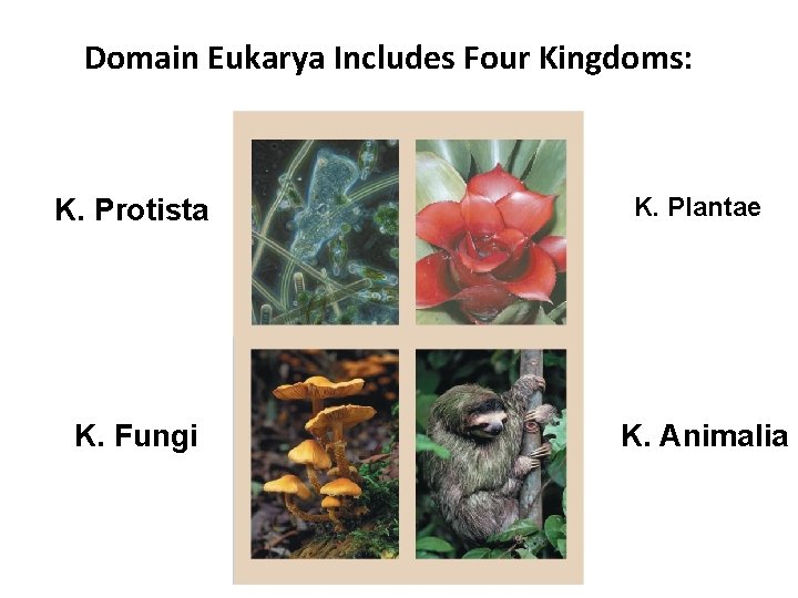 Domain Eukarya Includes Four Kingdoms: K. Protista K. Plantae K. Fungi K. Animalia 