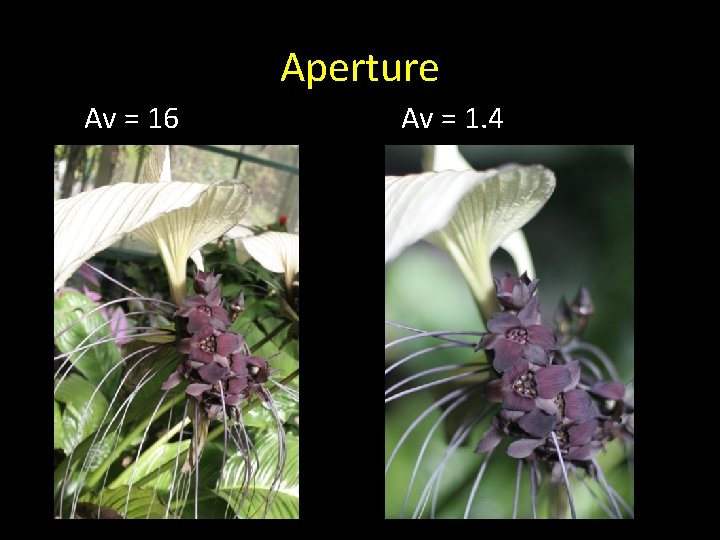 Aperture Av = 16 Av = 1. 4 