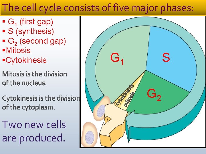 The cell cycle consists of five major phases: § G 1 (first gap) §