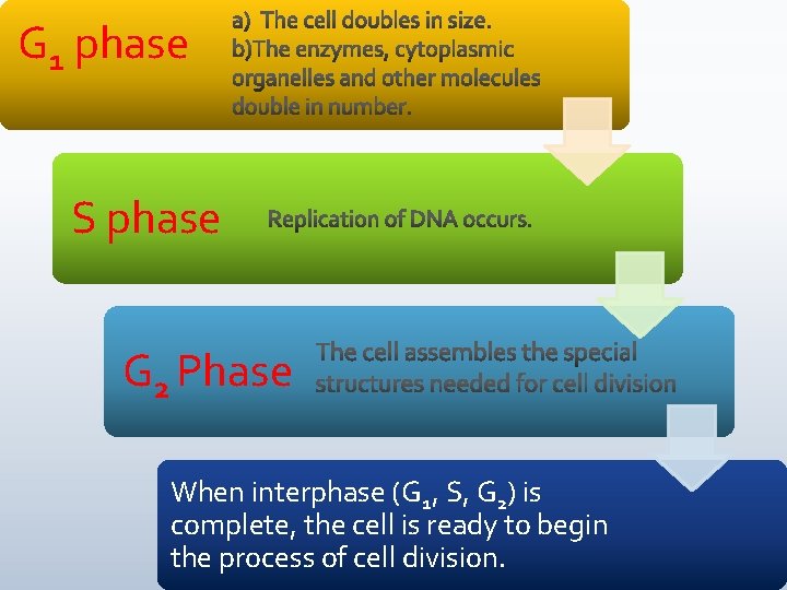 G 1 phase S phase G 2 Phase When interphase (G 1, S, G