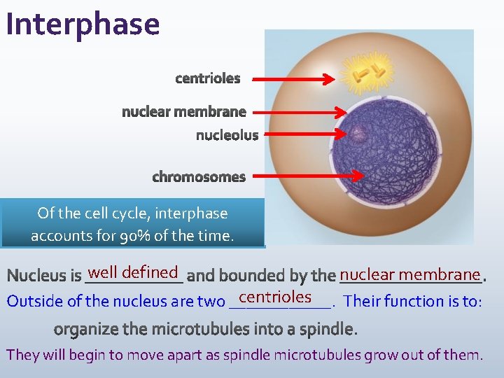 Interphase Of the cell cycle, interphase accounts for 90% of the time. well defined