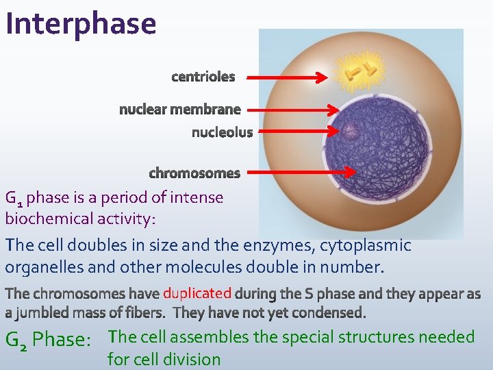 Interphase G 1 phase is a period of intense biochemical activity: The cell doubles