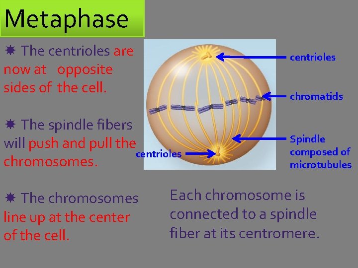 Metaphase The centrioles are now at opposite sides of the cell. centrioles chromatids The