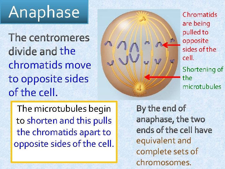 Anaphase the chromatids move to opposite sides of the cell. The microtubules begin to