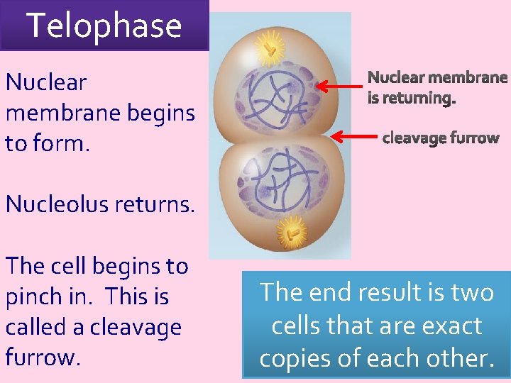 Telophase Nuclear membrane begins to form. Nucleolus returns. The cell begins to pinch in.