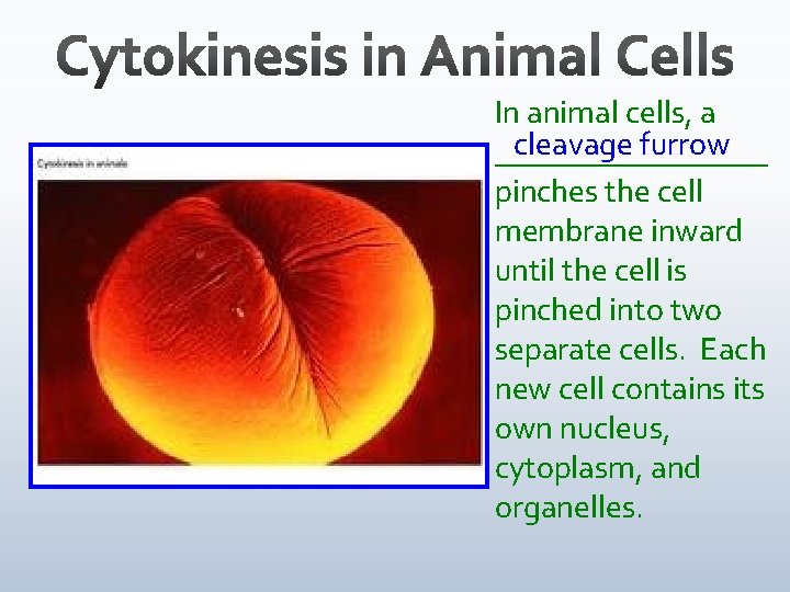 In animal cells, a cleavage furrow _________ pinches the cell membrane inward until the