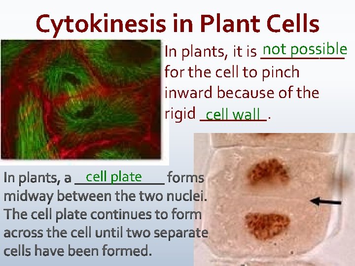 Cytokinesis in Plant Cells not possible In plants, it is _____ for the cell