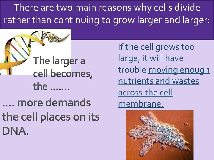 There are two main reasons why cells divide rather than continuing to grow larger