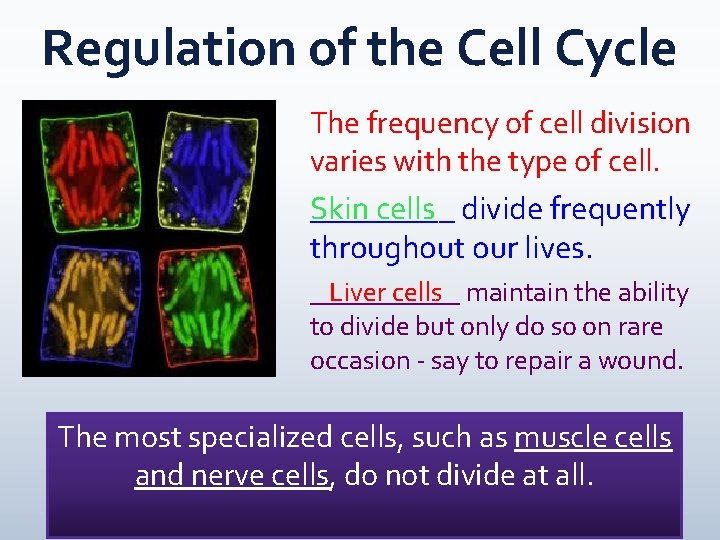 Regulation of the Cell Cycle The frequency of cell division varies with the type