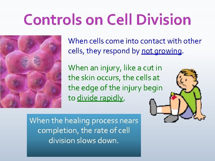 Controls on Cell Division When cells come into contact with other cells, they respond