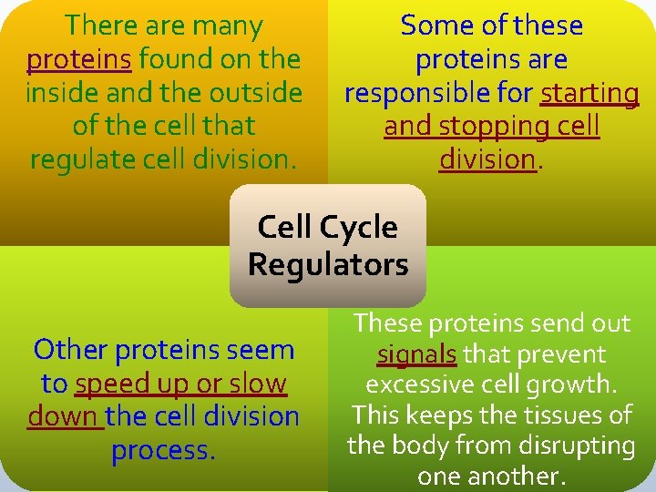 There are many proteins found on the inside and the outside of the cell