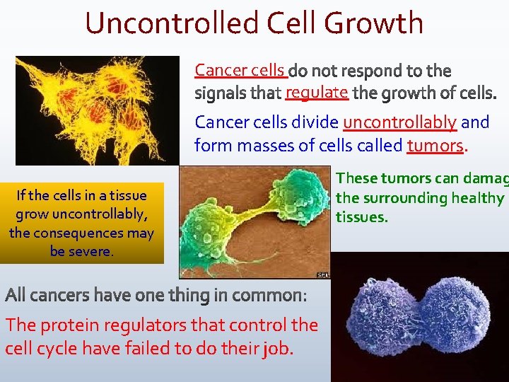 Uncontrolled Cell Growth Cancer cells regulate Cancer cells divide uncontrollably and form masses of