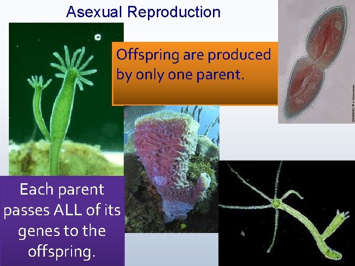 Asexual Reproduction Offspring are produced by only one parent. Each parent passes ALL of