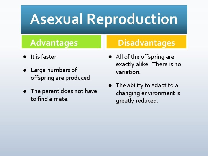 Asexual Reproduction Advantages l It is faster l Large numbers of offspring are produced.