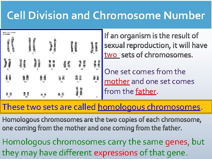 Cell Division and Chromosome Number two One set comes from the mother and one