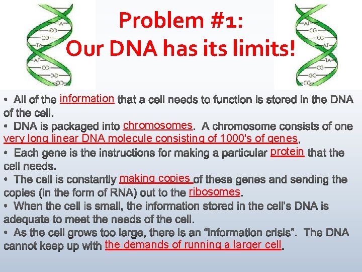 Problem #1: Our DNA has its limits! information chromosomes very long linear DNA molecule