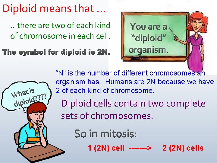 Diploid means that … …there are two of each kind of chromosome in each