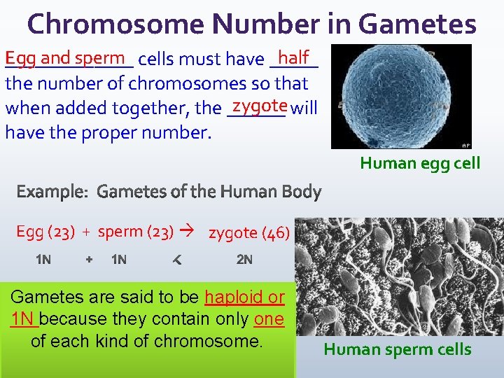 Chromosome Number in Gametes Egg and sperm cells must have _____ half _______ the