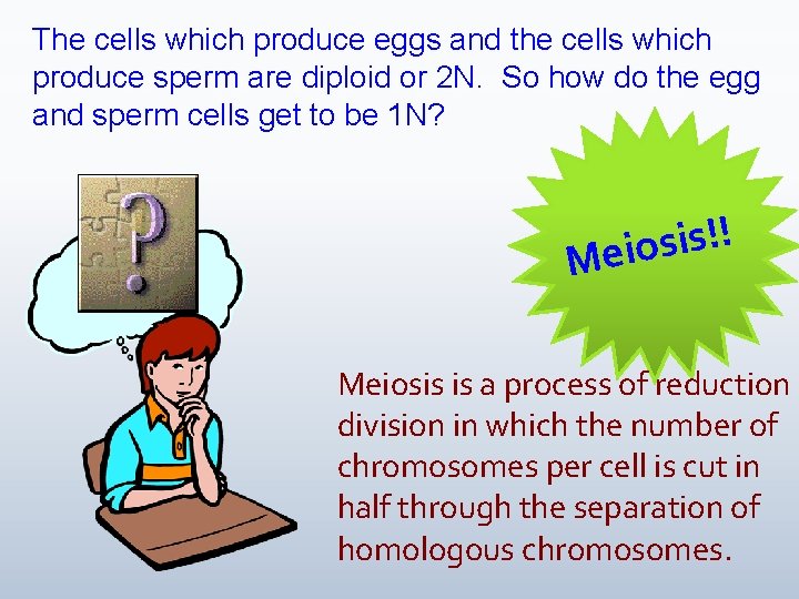 The cells which produce eggs and the cells which produce sperm are diploid or
