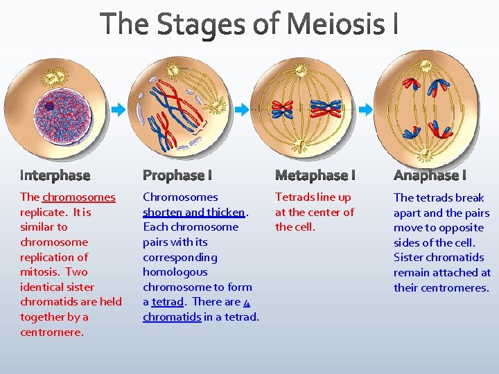 The chromosomes replicate. It is similar to chromosome replication of mitosis. Two identical sister