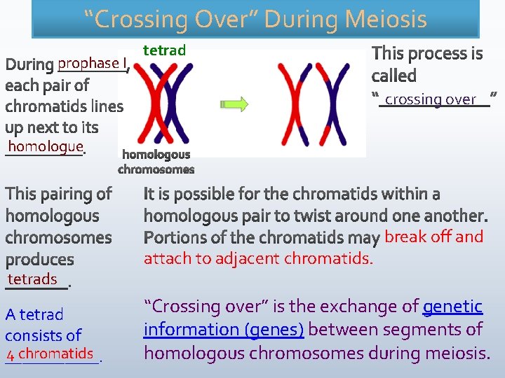 “Crossing Over” During Meiosis prophase I tetrad crossing over homologue tetrads A tetrad consists