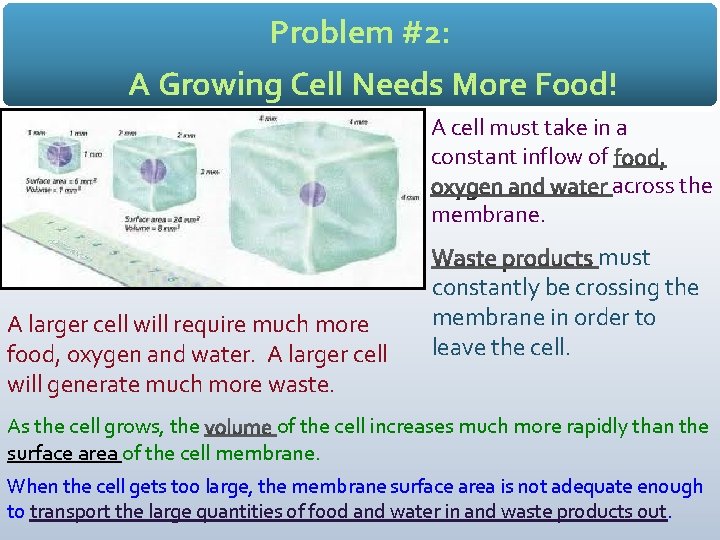 Problem #2: A Growing Cell Needs More Food! A cell must take in a