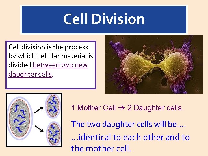 Cell Division Cell division is the process by which cellular material is divided between