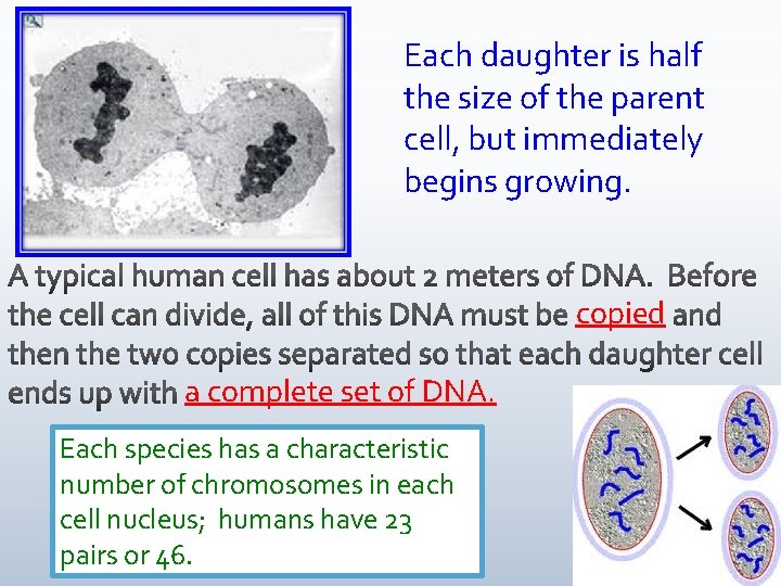 Each daughter is half the size of the parent cell, but immediately begins growing.