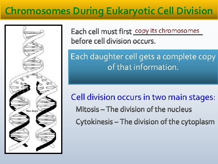Chromosomes During Eukaryotic Cell Division copy its chromosomes Each daughter cell gets a complete