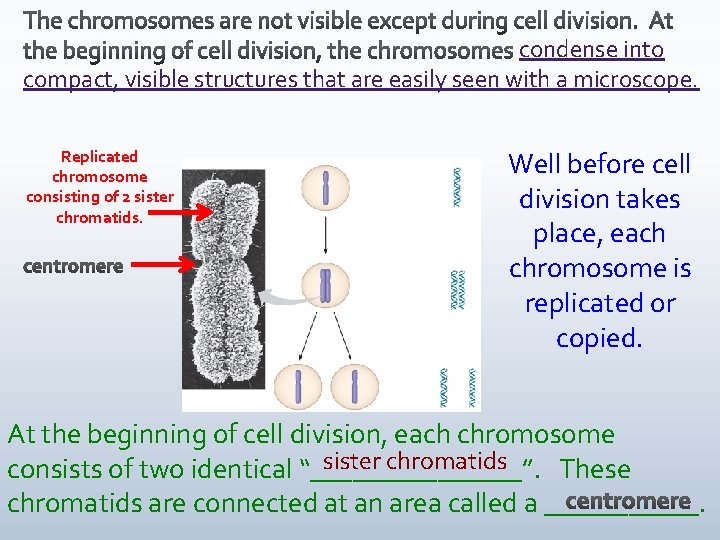 condense into compact, visible structures that are easily seen with a microscope. Replicated chromosome