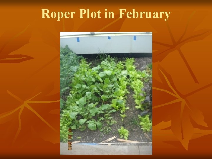 Roper Plot in February 