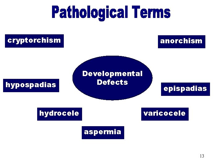 Developmental Defects cryptorchism hypospadias anorchism Developmental Defects hydrocele epispadias varicocele aspermia 13 