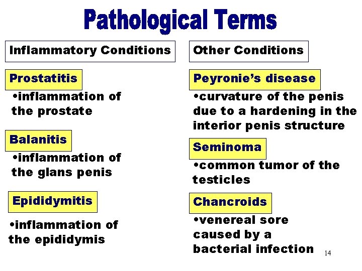 Other Conditions Pathological Terms Inflammatory Conditions Prostatitis • inflammation of the prostate Balanitis •