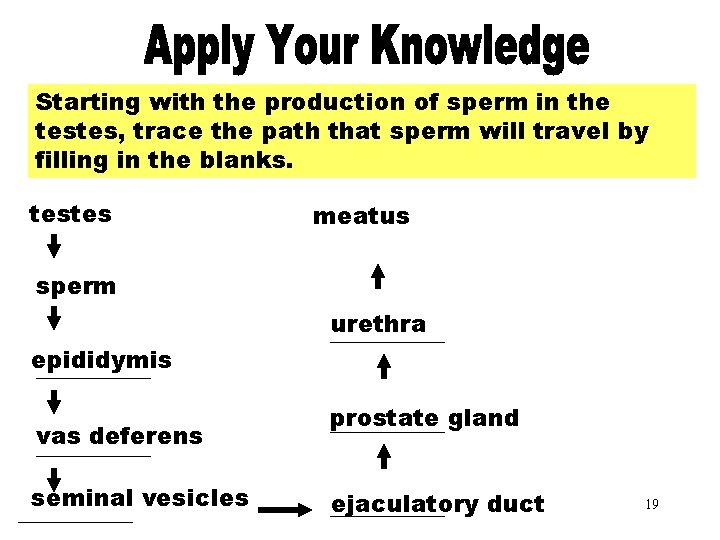 Apply Your Knowledge Part 3 Starting with the production of sperm in the testes,