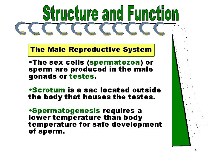 Sex Cells The Male Reproductive System • The sex cells (spermatozoa) or sperm are