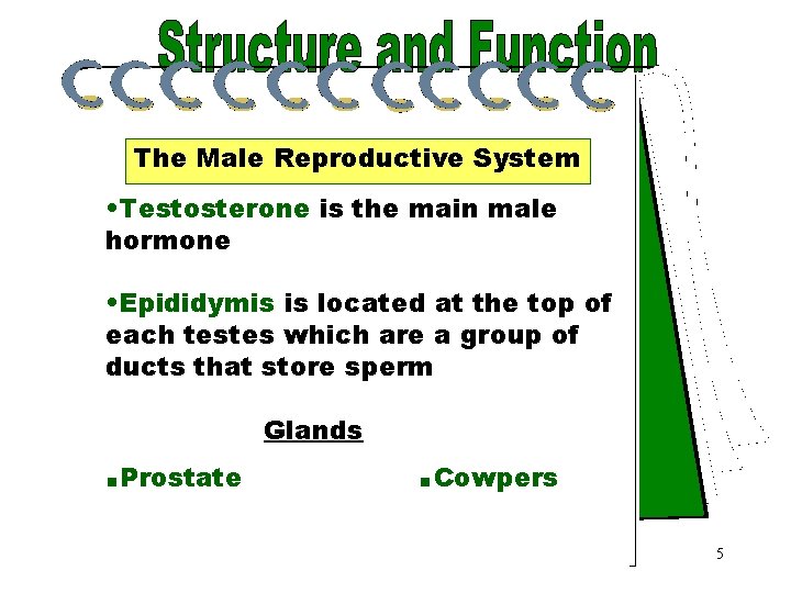 Testosterone The Male Reproductive System • Testosterone is the main male hormone • Epididymis