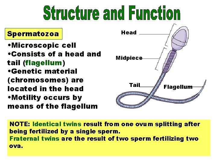 Spermatozoa Spermatozoon Head • Microscopic cell • Consists of a head and tail (flagellum)