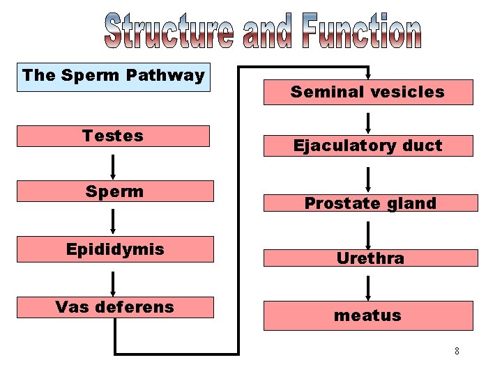 Sperm Pathway The Sperm Pathway Testes Sperm Epididymis Vas deferens Seminal vesicles Ejaculatory duct