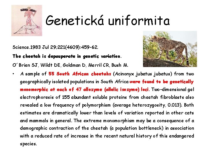 Genetická uniformita Science. 1983 Jul 29; 221(4609): 459 -62. The cheetah is depauperate in