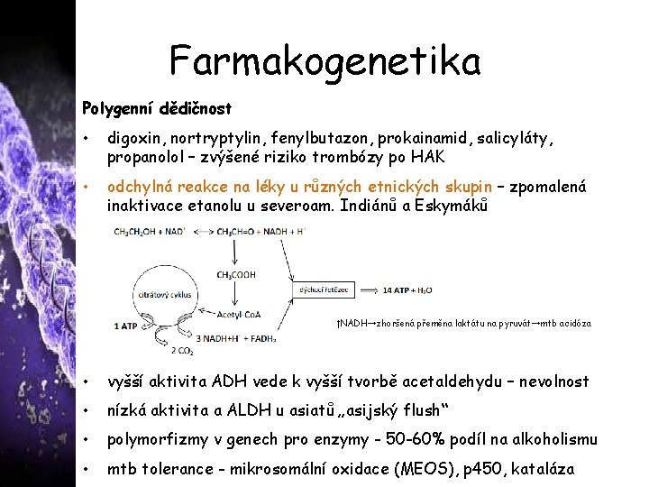 Farmakogenetika Polygenní dědičnost • digoxin, nortryptylin, fenylbutazon, prokainamid, salicyláty, propanolol – zvýšené riziko trombózy