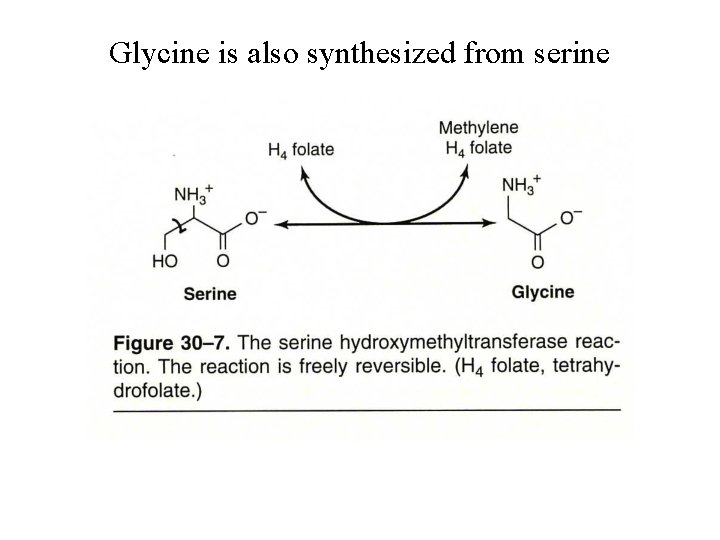 Glycine is also synthesized from serine 