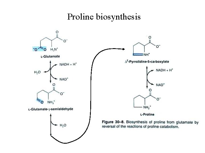 Proline biosynthesis 