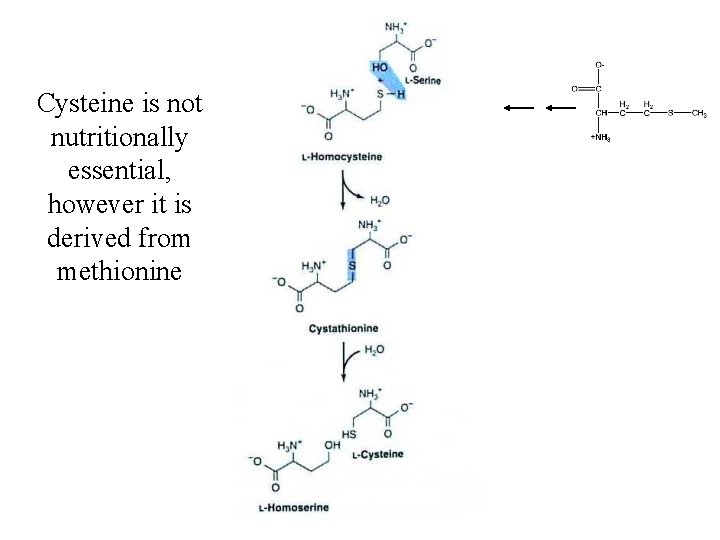 Cysteine is not nutritionally essential, however it is derived from methionine 